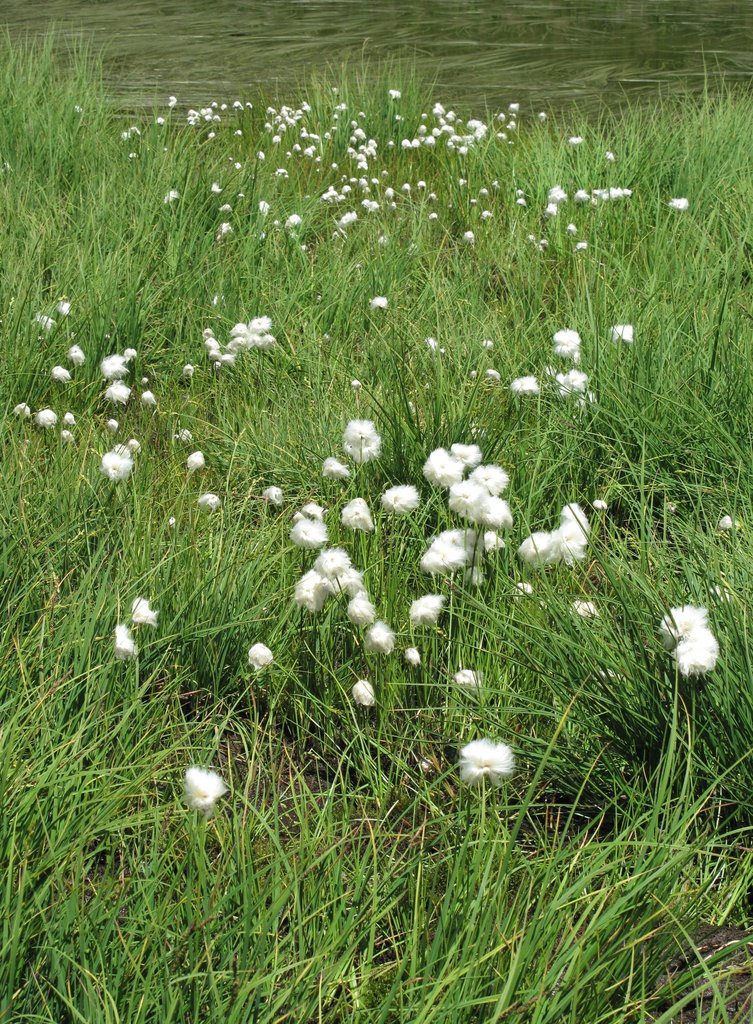 Eriophorum scheuchzeri